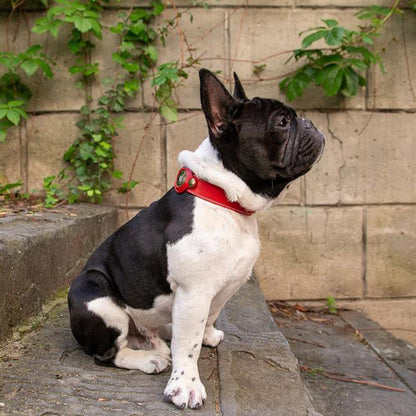 Sweet-Pets: AirTag Halsband