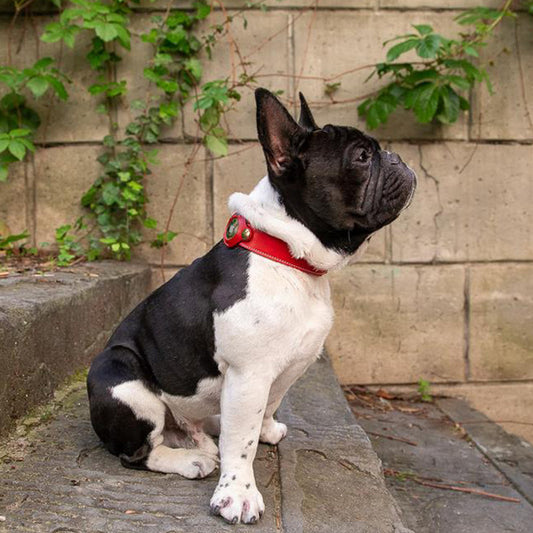 Sweet-Pets: AirTag Halsband