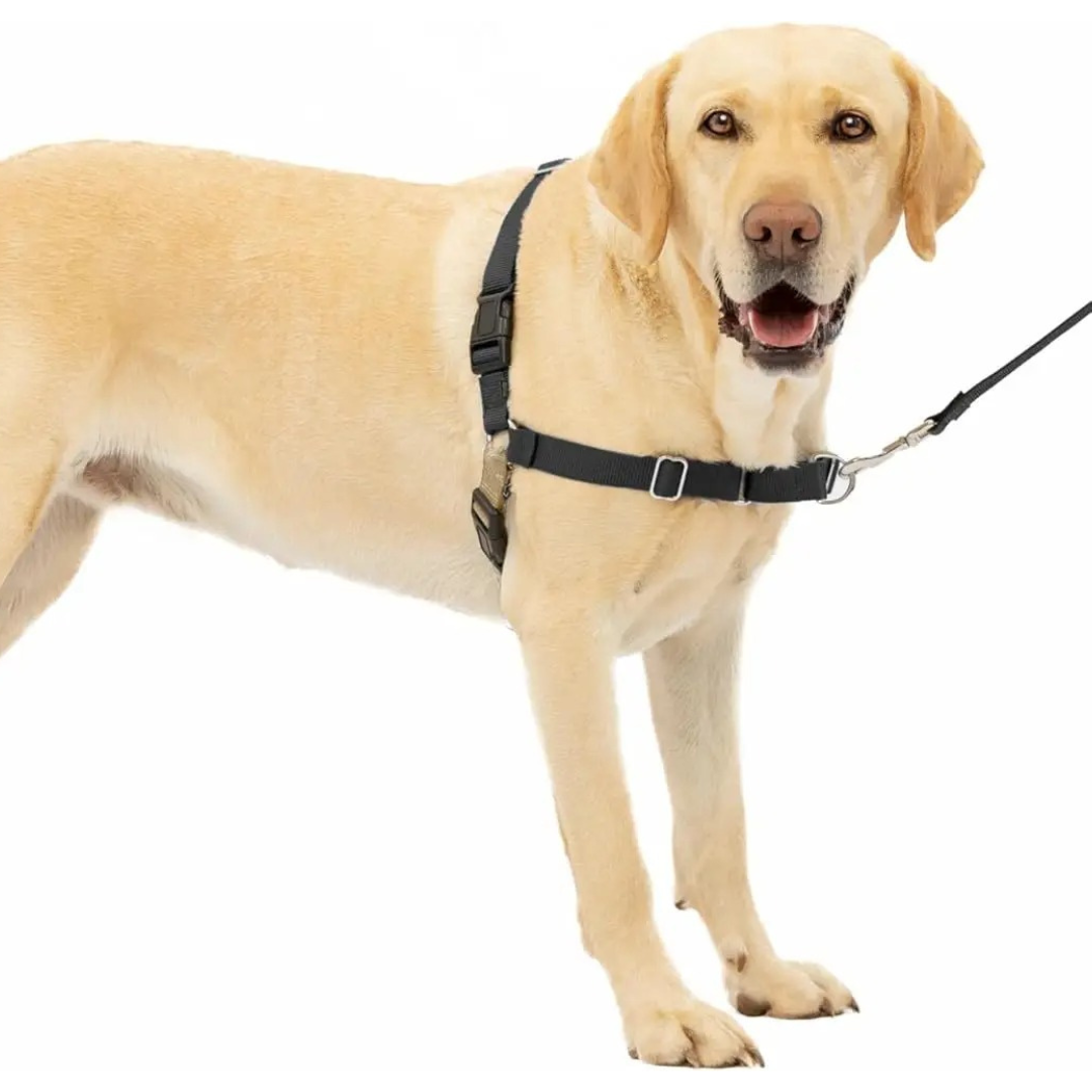 Sweet-Pets: Anti-Zug-Geschirr