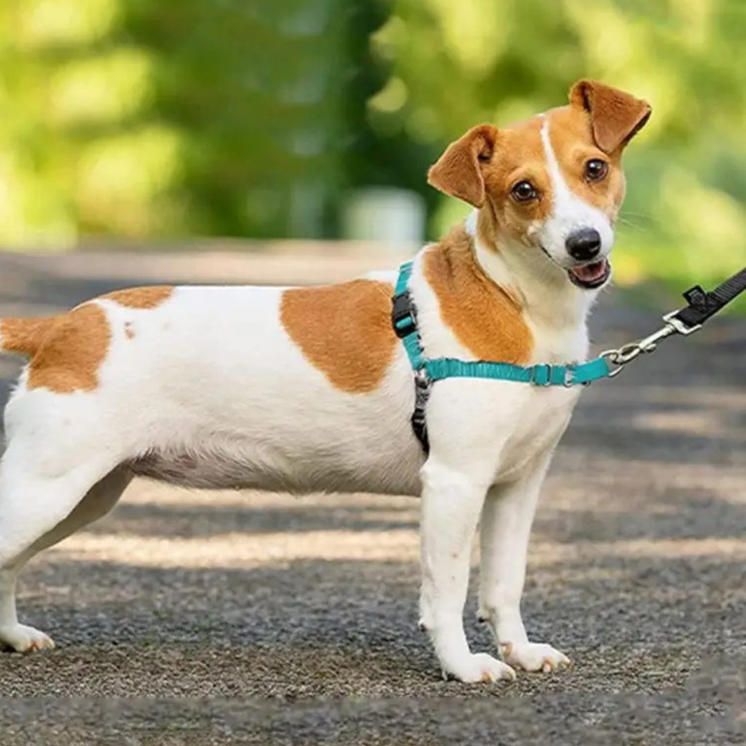 Sweet-Pets: Anti-Zug-Geschirr